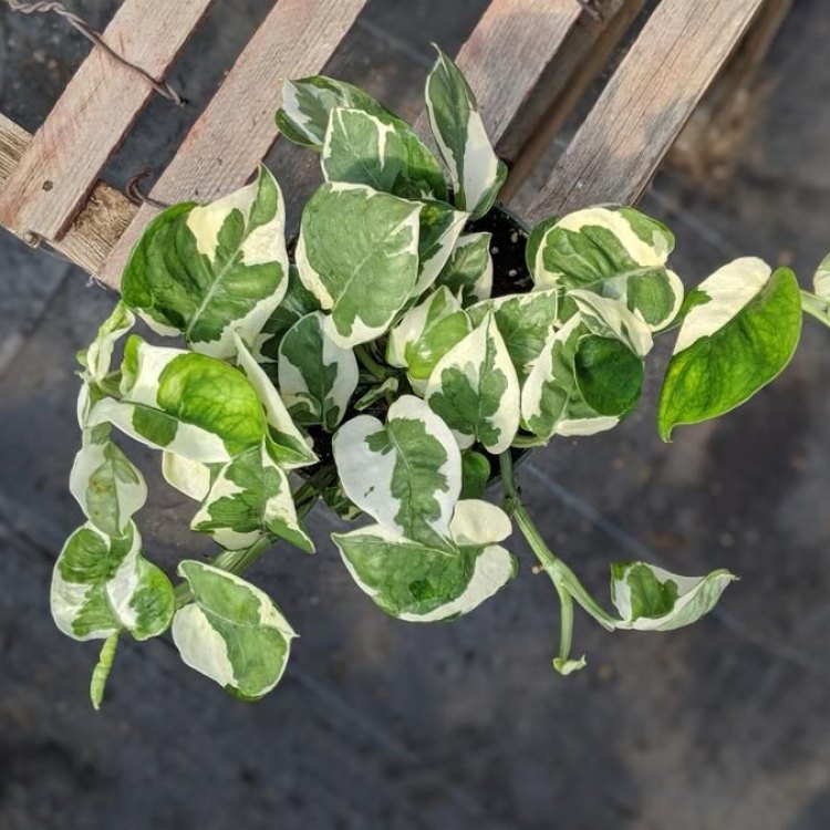 Discover the Exotic Beauty of Glacier Pothos: The Perfect Indoor Plant
