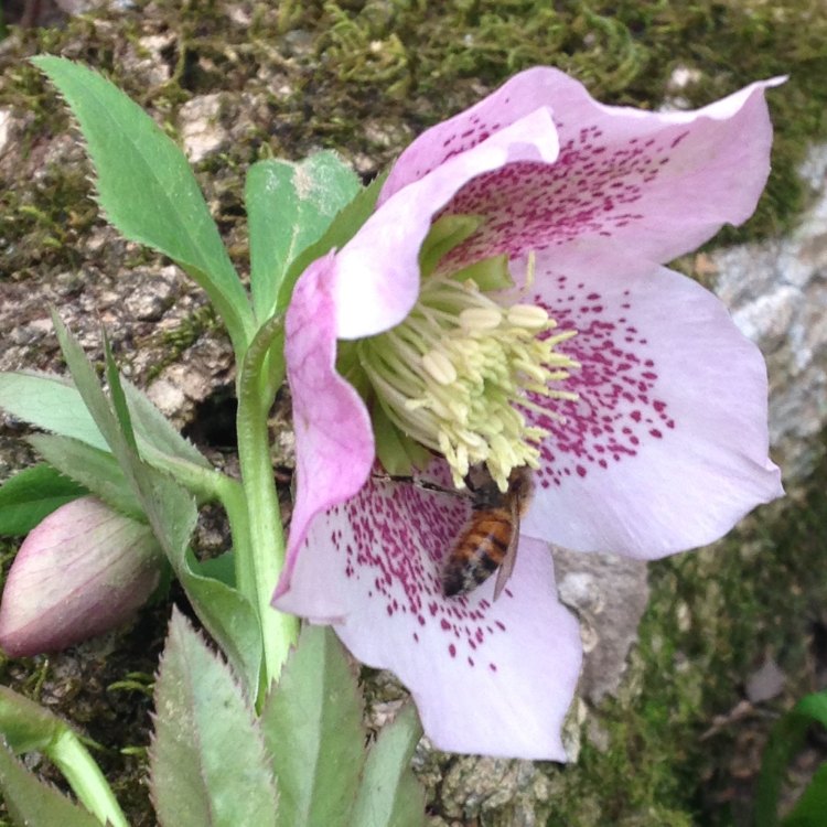Lenten Rose: Discovering the Beauty of Helleborus orientalis