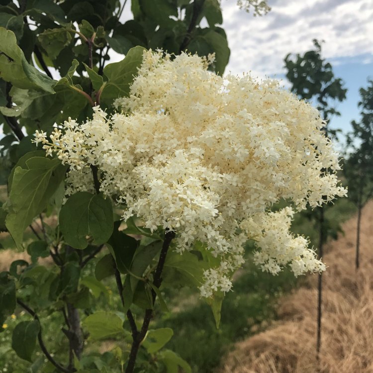The Glorious Ivory Silk Lilac: A Garden Jewel from East Asia