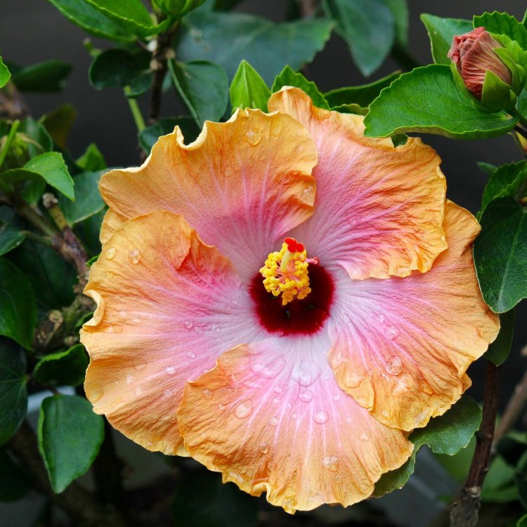 The Resilience of the Hardy Hibiscus