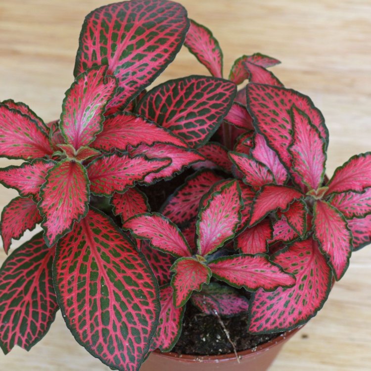 The Enchanting Fittonia Albivenis: A Jewel of the Tropical Rainforest