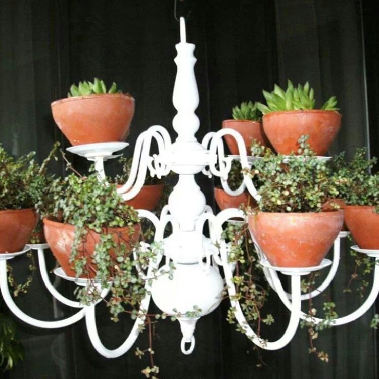Chandelier Plant: A Unique Addition to Your Indoor and Outdoor Gardens