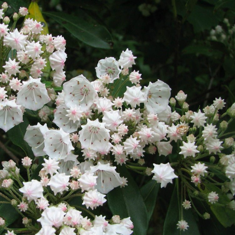 Exploring the Fascinating World of the Mountain Laurel Plant