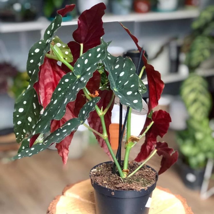Begonia Maculata: The Perfect Blend of Beauty and Resilience