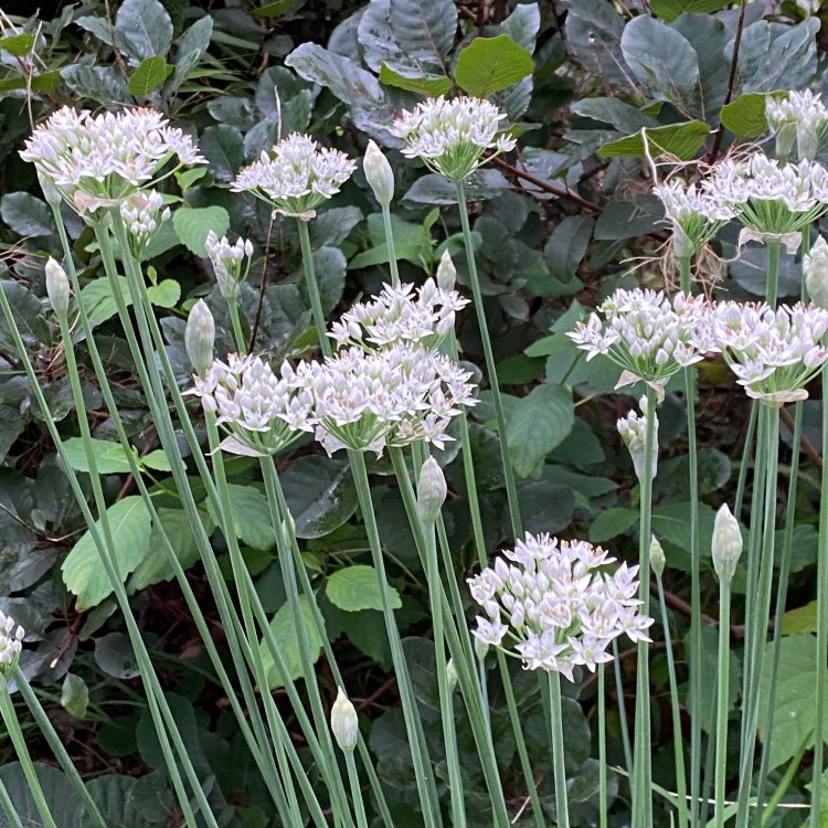 The Versatile and Flavorful Garlic Chives: A Guide to Growing and Using Allium tuberosum