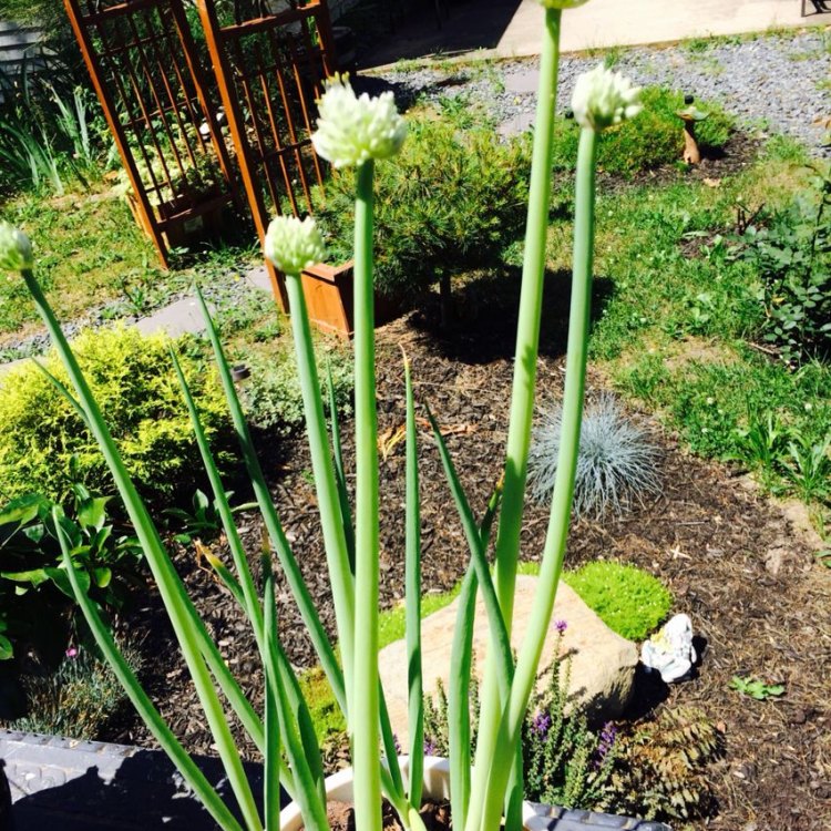 Scallions: The Versatile and Nutrient-packed Herb You Need in Your Life