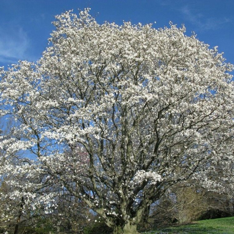 Anise Magnolia: A Captivating Deciduous Tree of Eastern North America