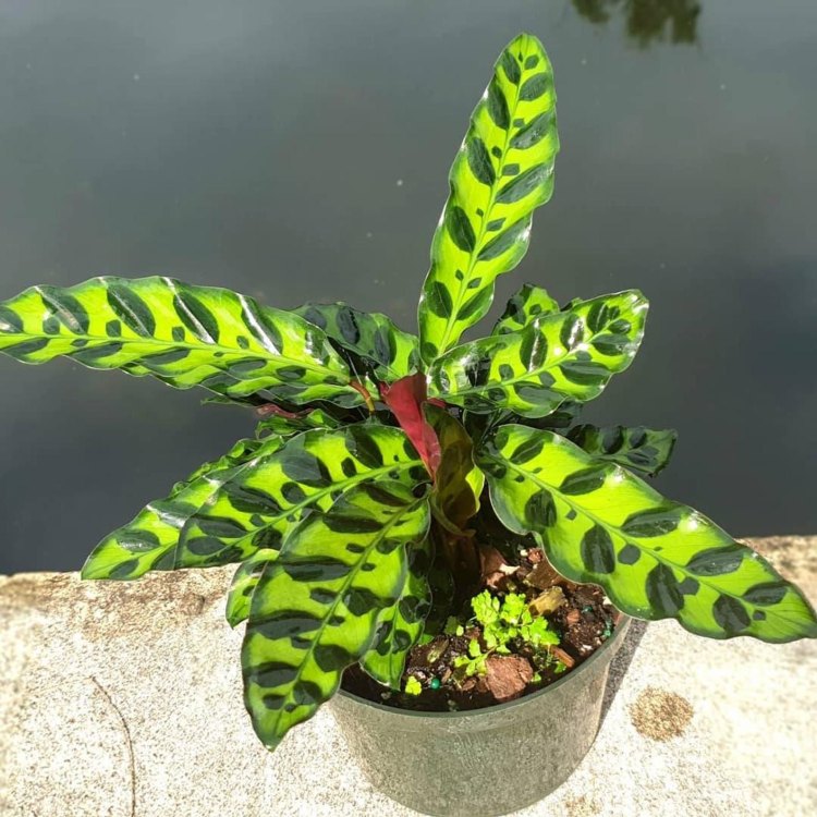 The Fascinating Rattlesnake Plant: A True Marvel of Nature