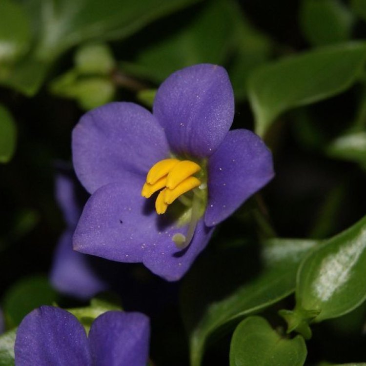The Exquisite Beauty and Mystique of the Persian Violet: A Closer Look at Exacum Affine