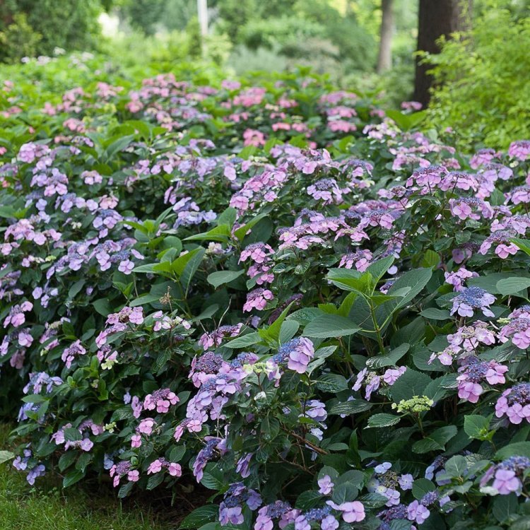 The Beautiful and Versatile Mountain Hydrangea: An Overview of the Japanese Native Plant