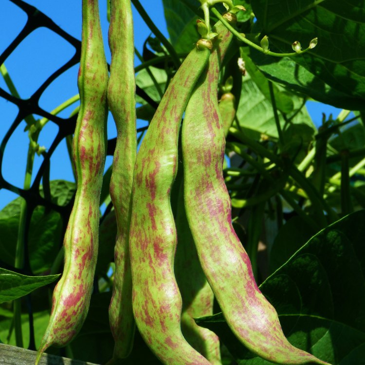 The Marvelous Dragon Tongue Bush Beans: A Colorful Delight for Your Garden