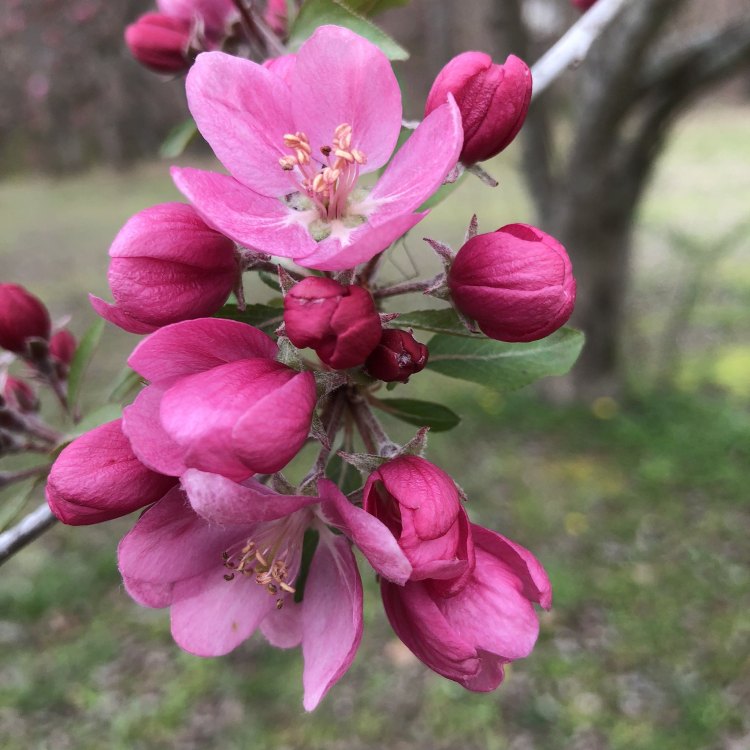 The Beauty of Flowering Crabapple – A Delightful Addition to Your Garden