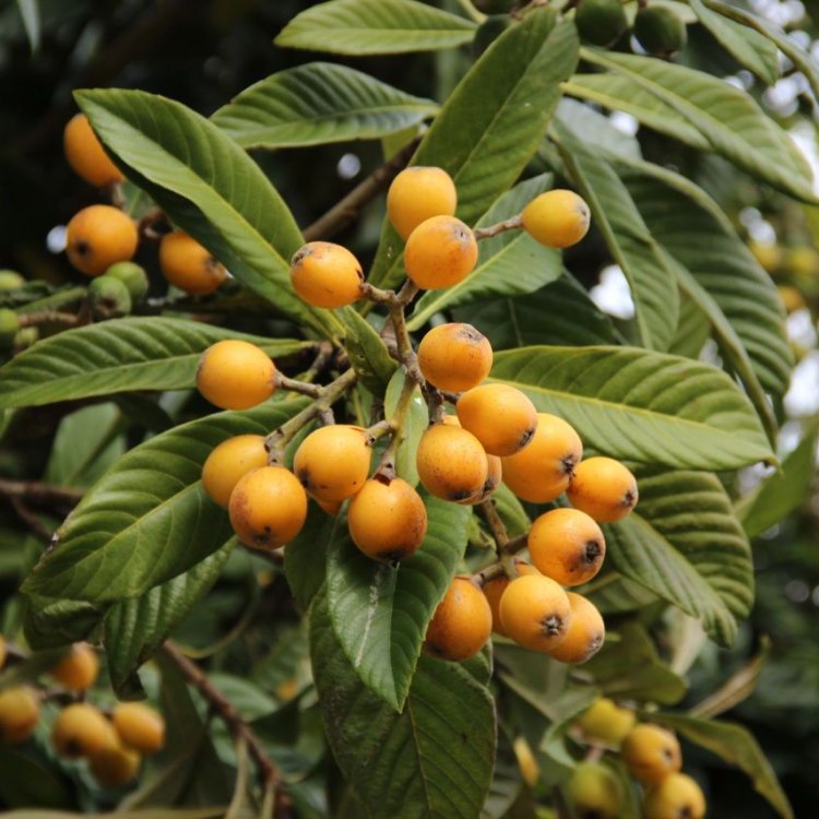 The Sumptuous and Versatile Loquat Plant: A True Gift from Nature