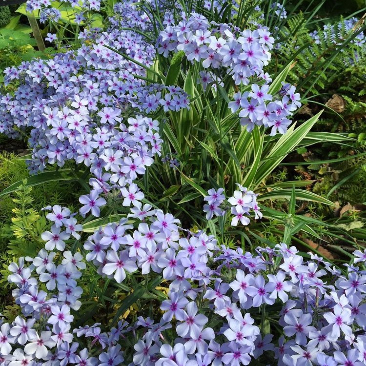 The Stunning Beauty of Woodland Phlox: A Marvel of Nature