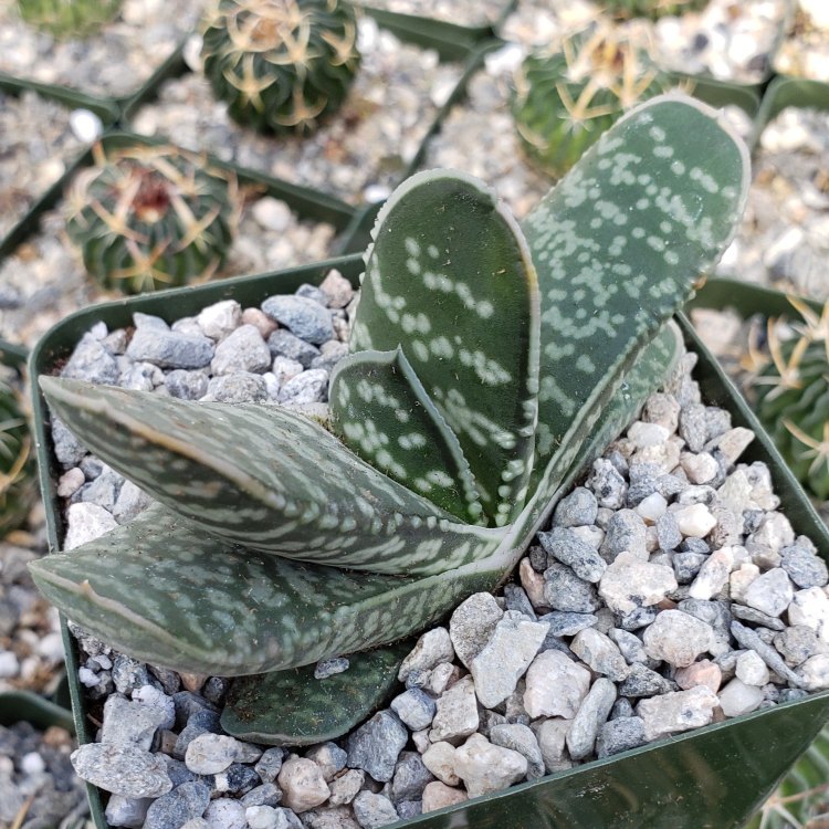 Gasteria: Exploring the Beauty of a Rare and Resilient Succulent
