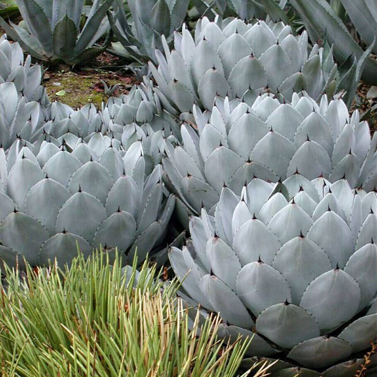 Parrys Agave: The Unique Plant of the Southwest