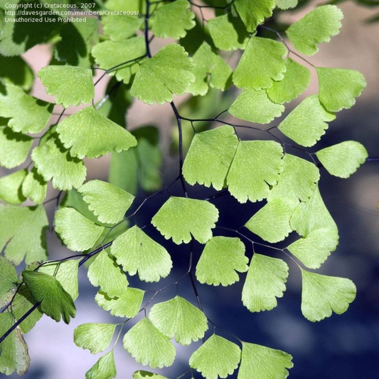 The Majestic Maidenhair: Unlocking the Mysteries of this Enchanting Plant