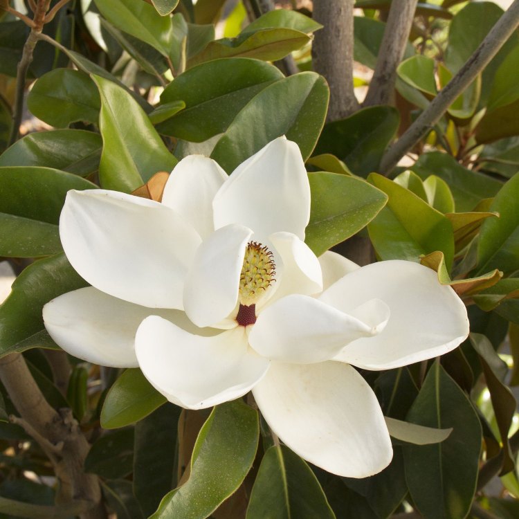 The Beauty and Majesty of the Southern Magnolia: A Natural Wonder of the Southern United States