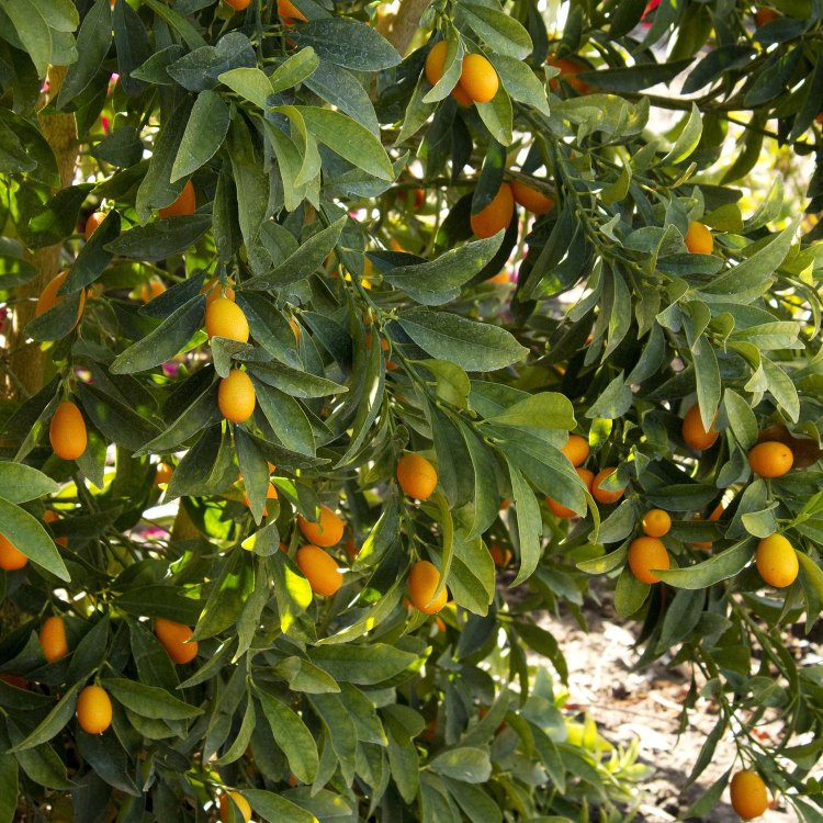 Kumquat - The Surprising and Versatile Citrus Fruit
