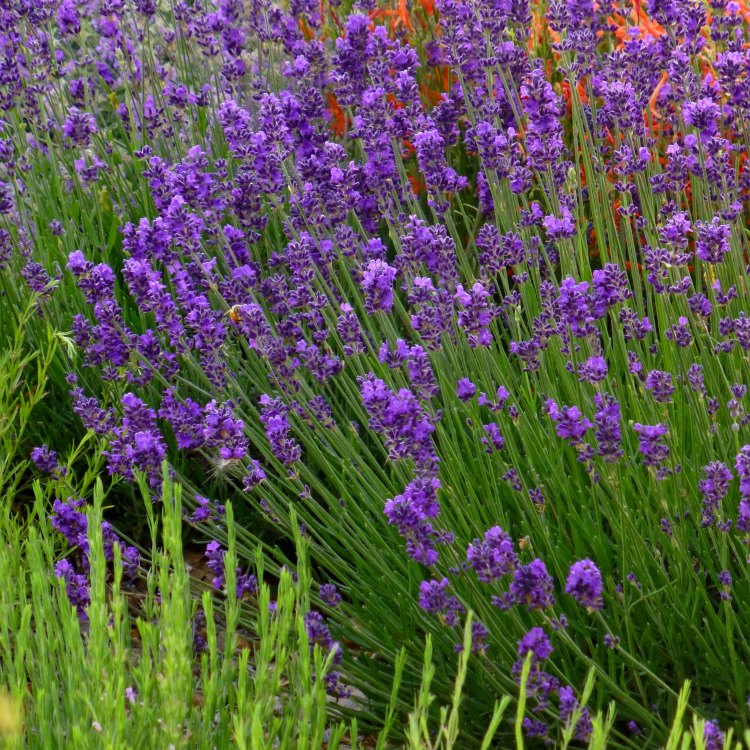 The Magnificent Lavender: A Perennial Shrub of Beauty and Versatility