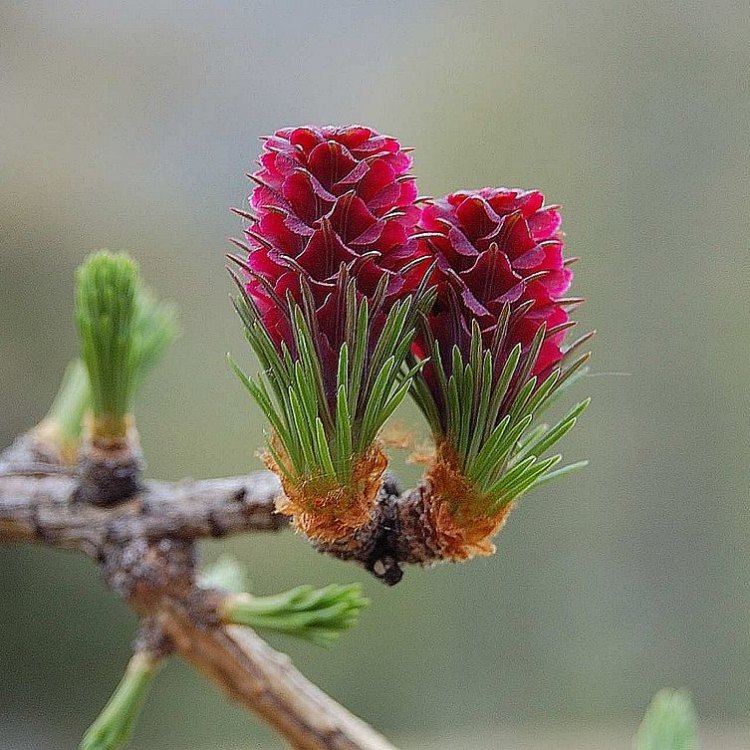 Larix: Exploring the Mysteries of the Larch Tree