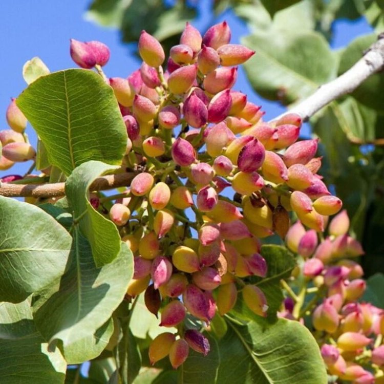 The Fascinating Pistachio Tree: Nature's Gift from Iran to the World