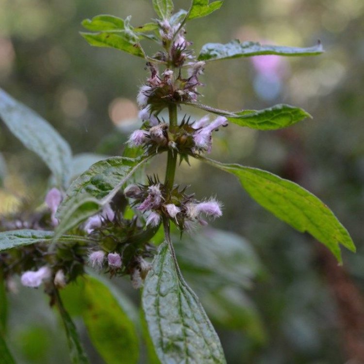 Nurturing the Heart with Motherwort: The Medicinal Plant with a Strong Heartbeat