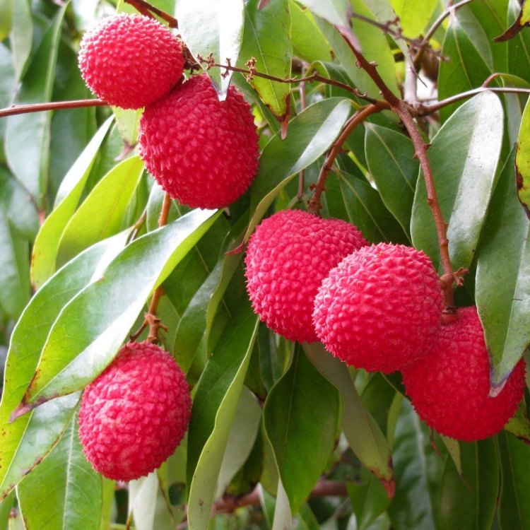 The Exotic and Magical Litchi Chinensis: An Insight into One of China's Finest Fruits