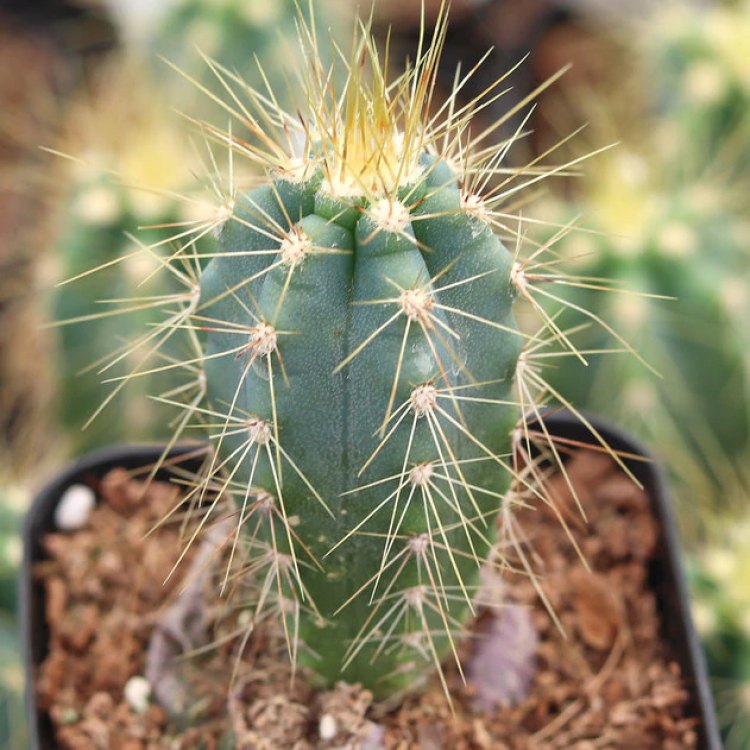 A Pioneer of the Desert: The Blue Torch Cactus