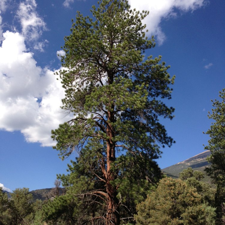 Ponderosa Pine: The Mighty Giant of Western North America
