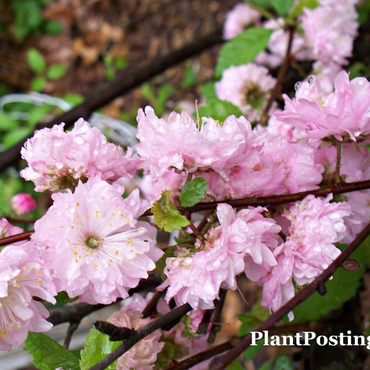 The Dwarf Flowering Almond: A Charming Shrub with a Fascinating History