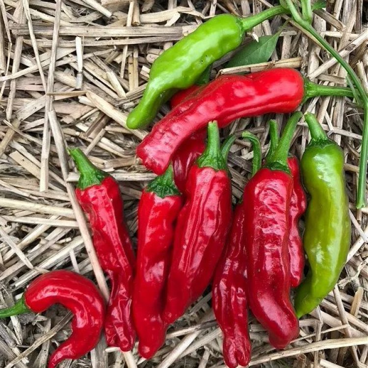 The Alluring Shisto Pepper: A Colorful and Versatile Addition to Your Garden