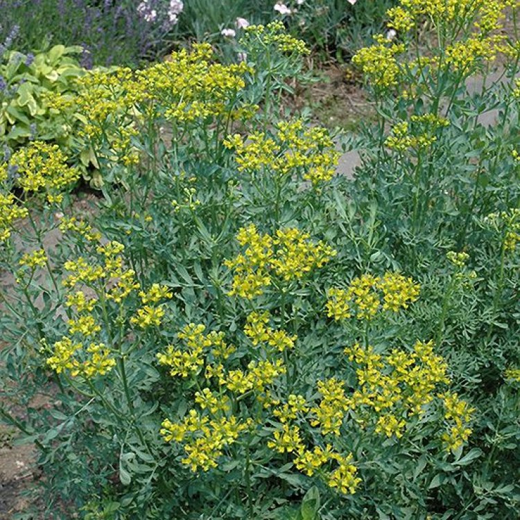 A Comprehensive Guide to Common Rue: The Iconic Plant from the Balkan Peninsula