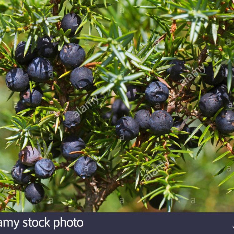 The Remarkable Common Juniper Plant: A Natural Wonder
