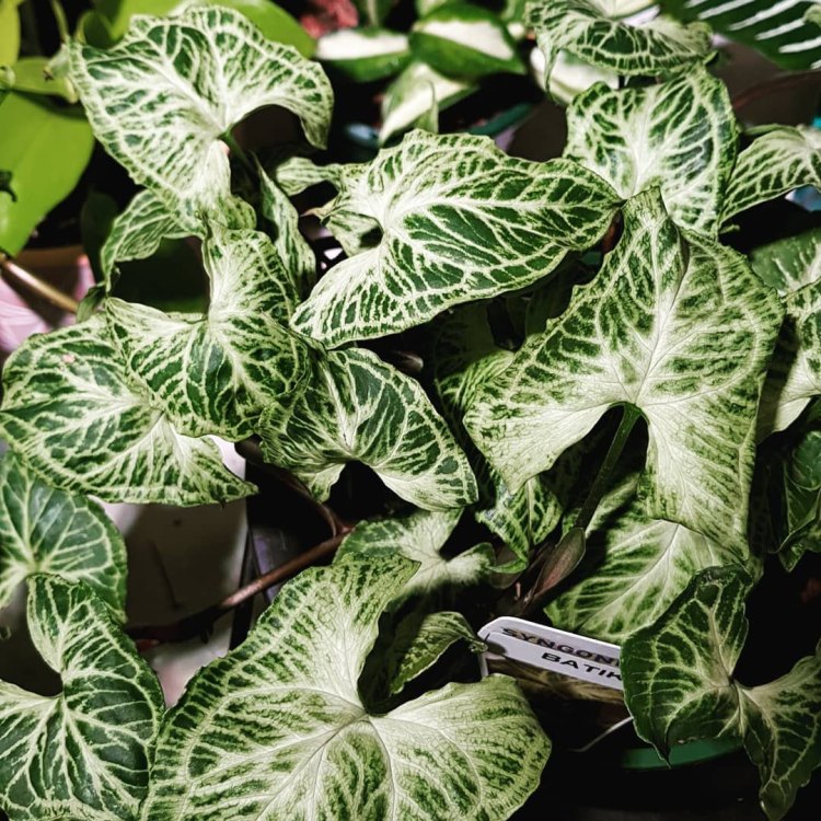 Syngonium Albo: The Enchanting Houseplant That Will Transform Your Space