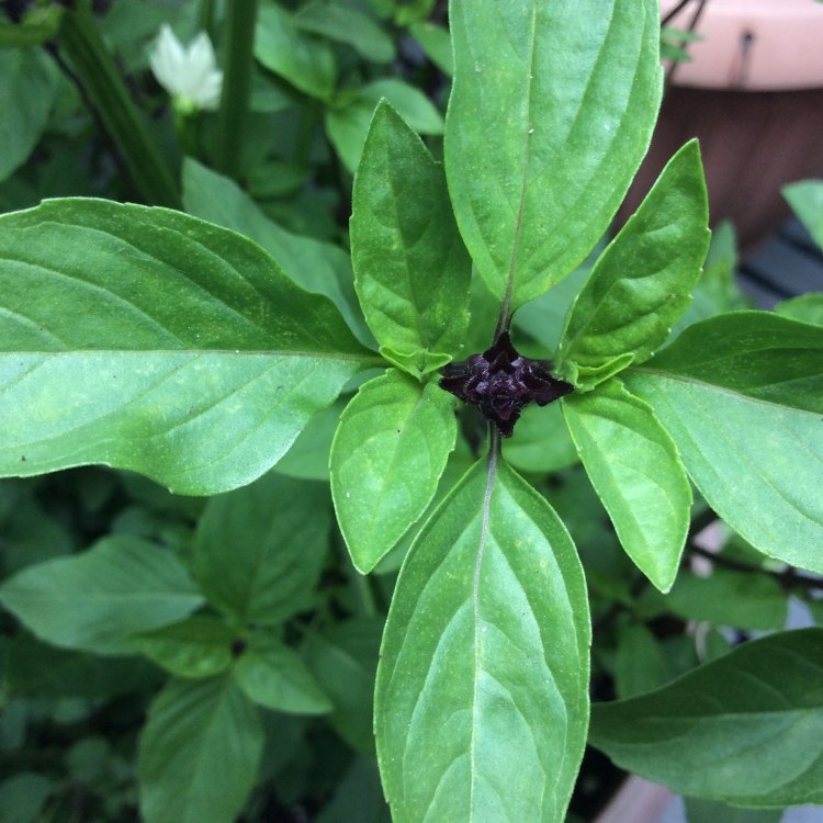 The Marvelous World of Thai Basil: All You Need to Know About this Herb