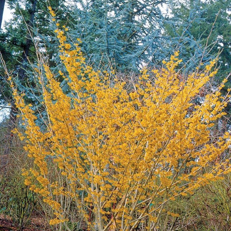 A Magical Plant: Arnold Promise Witch Hazel
