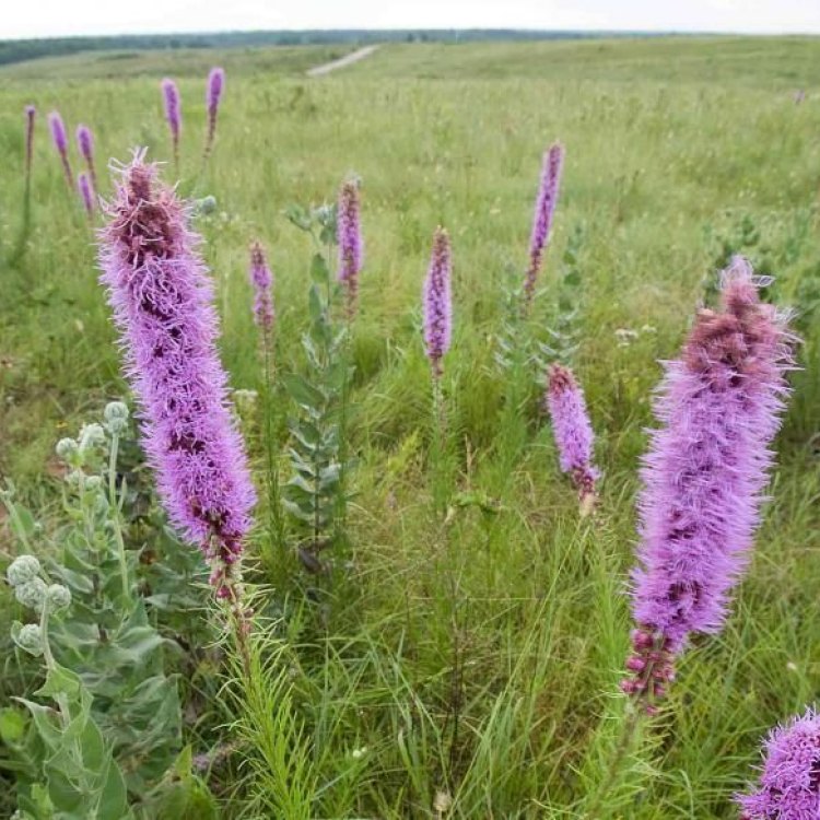 The Alluring Beauty of the Prairie Blazing Star Plant