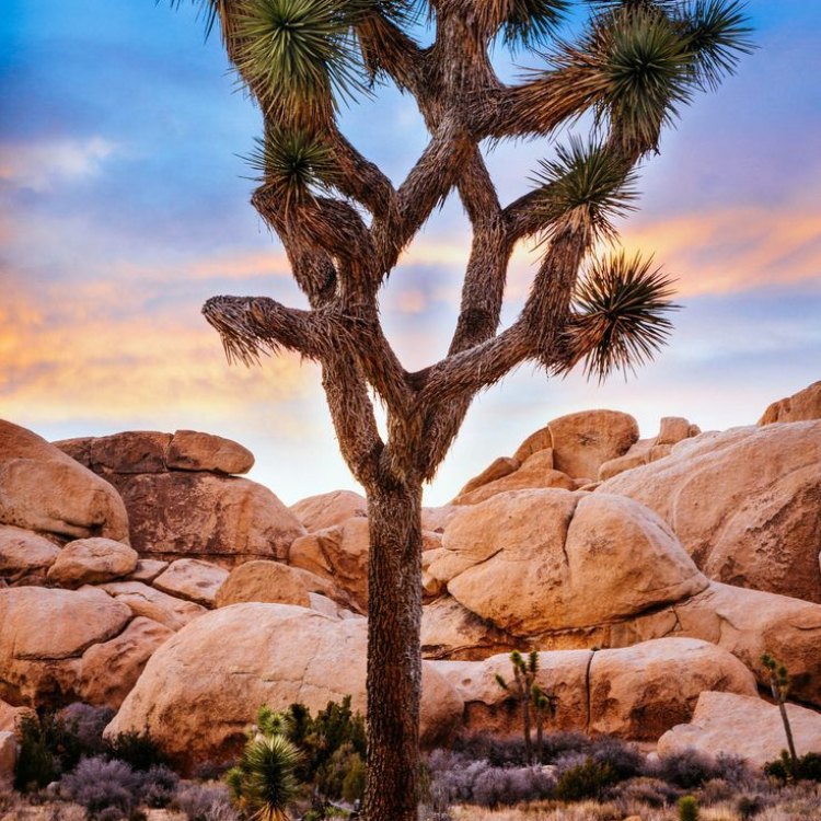 Introducing Joshua Tree: The Iconic Tree of the Mojave Desert