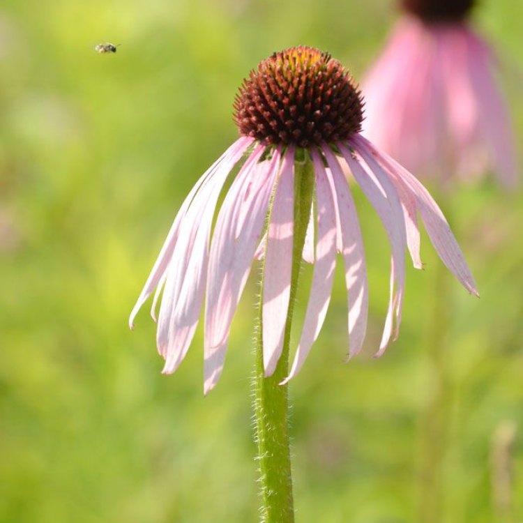The Stunning and Versatile Pale Purple Coneflower: A Closer Look at Echinacea Pallida