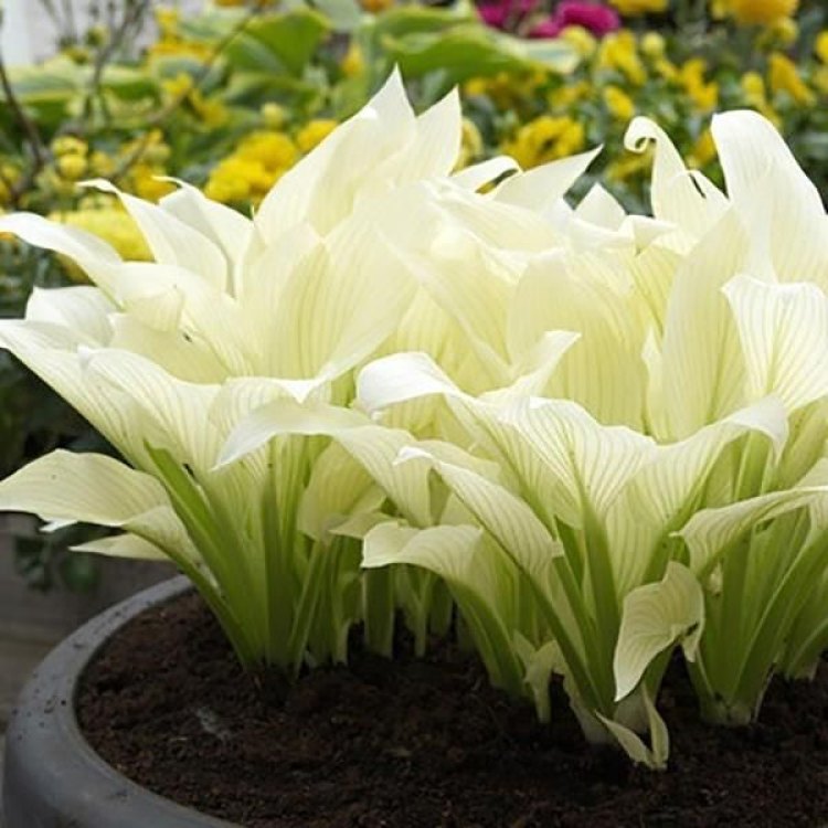 Hosta plantaginea 'White Feather'