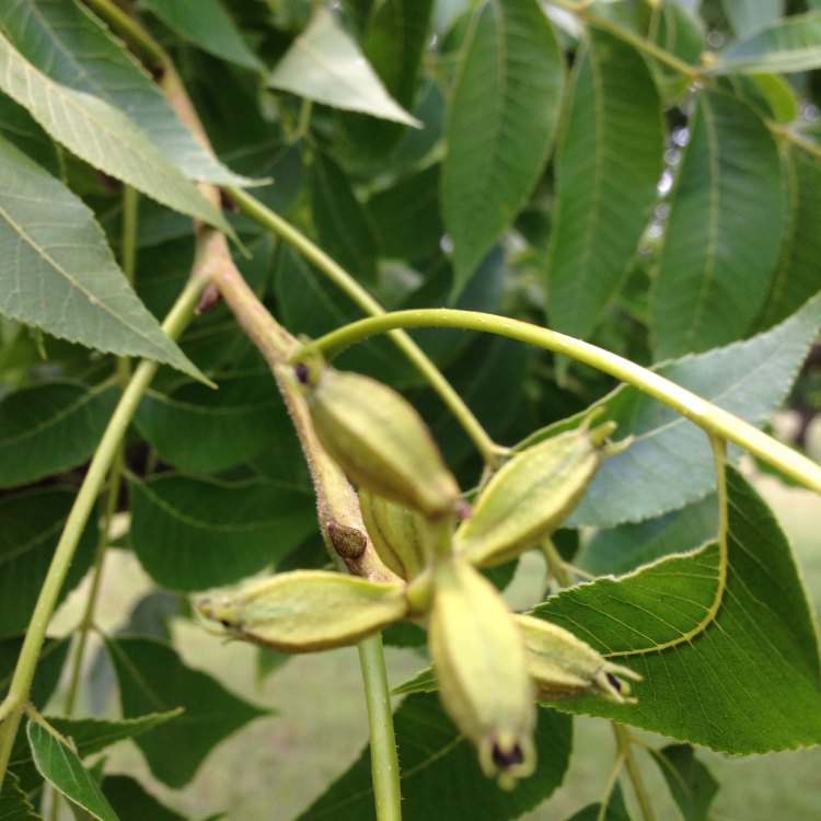 The Mighty Pecan Tree: A Symbol of Strength, Longevity, and Deliciousness