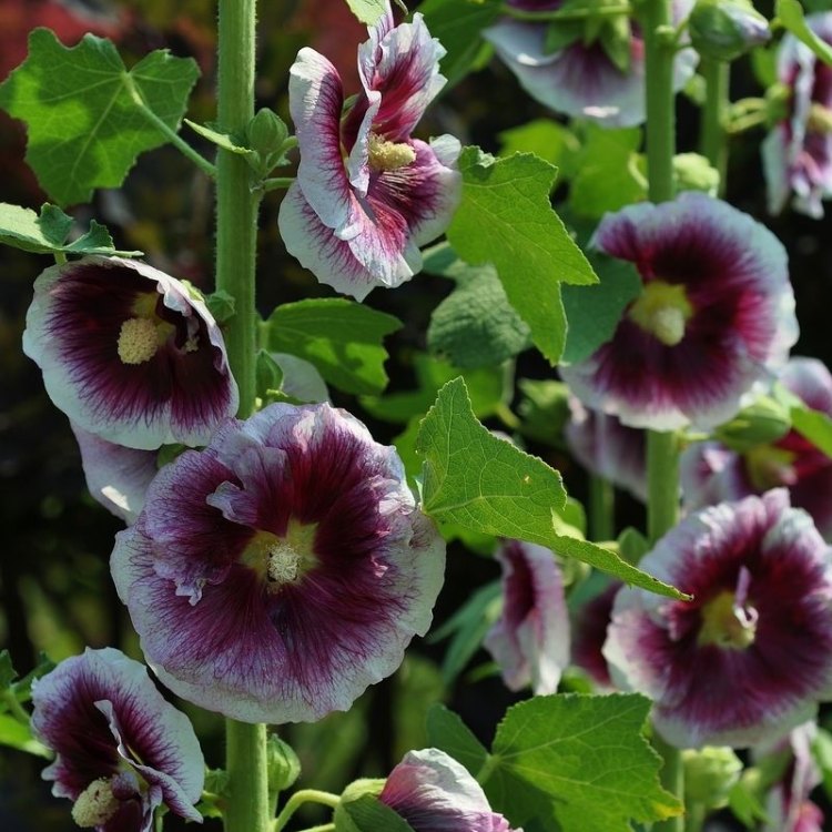 The Beautiful and Versatile Common Hollyhock: A Complete Guide