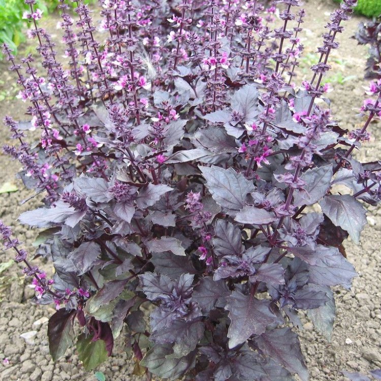 The Stunning Dark Opal Basil Plant: A Versatile and Delicious Addition to Any Garden