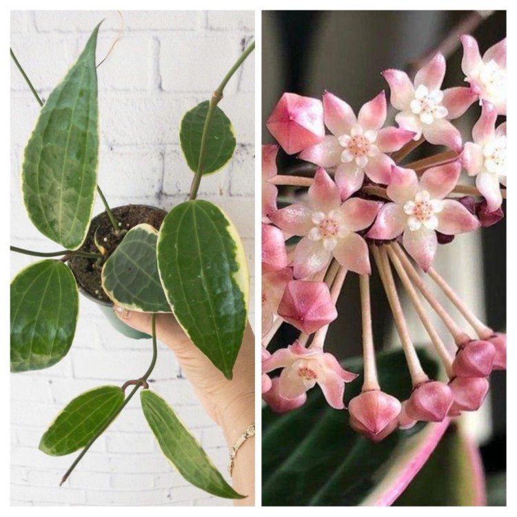 Hoya Macrophylla: A Stunning Plant From the Tropical Rainforests of Southeast Asia