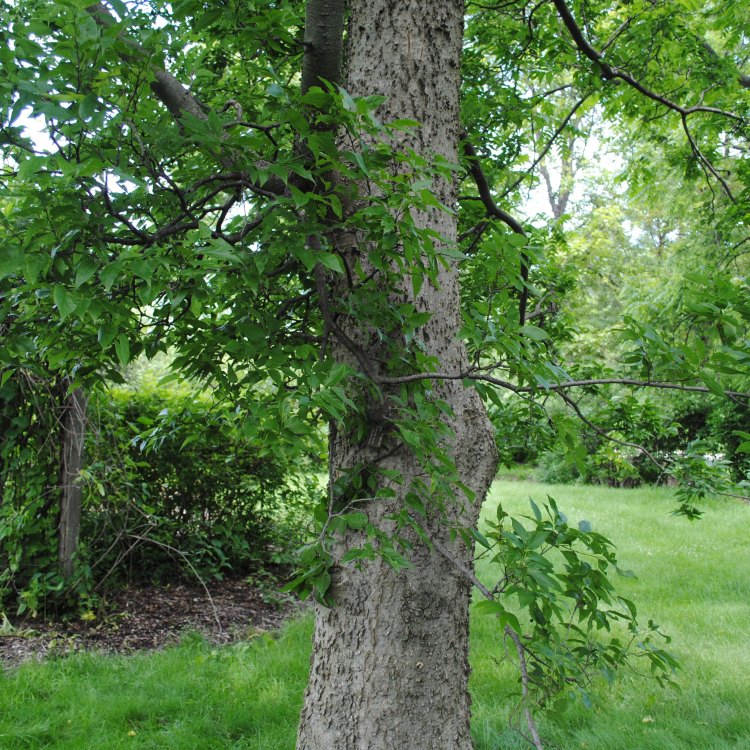 The Mighty Hackberry Tree: A Symbol of Resilience and Beauty in North America