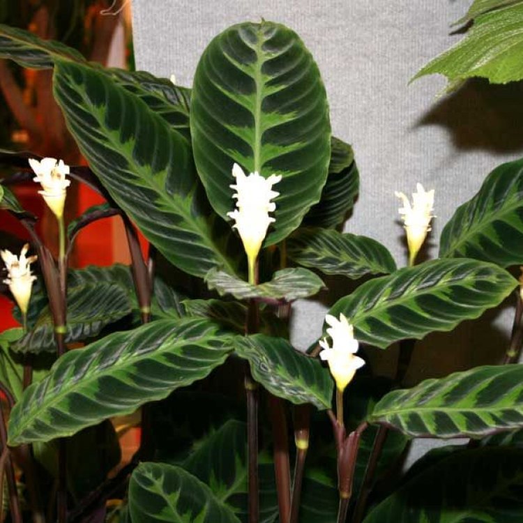 Discovering the Colorful and Magical Calathea Warscewiczii
