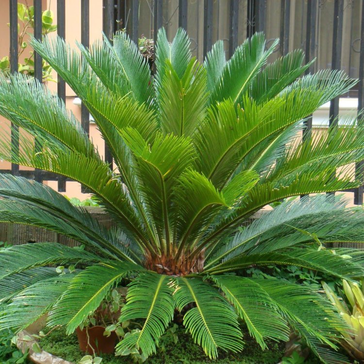 Sago Palm: The Tropical Wonder of Indoor and Outdoor Gardens.