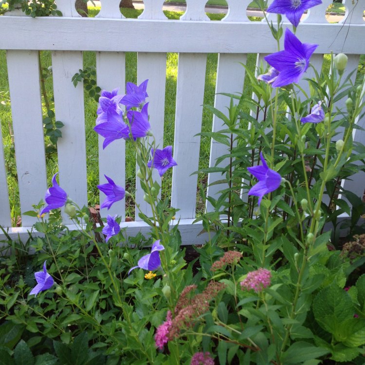 Balloon Flower: The Beautiful and Unique Perennial from Eastern Asia