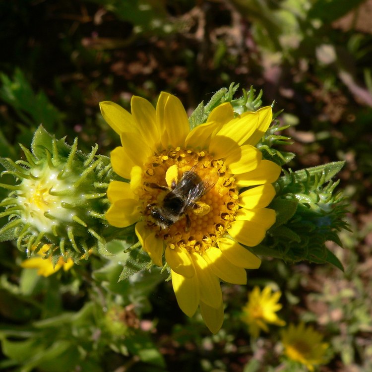 The Golden Beauty of Gum Weed: A Guide to the Vibrant Grindelia Squarrosa